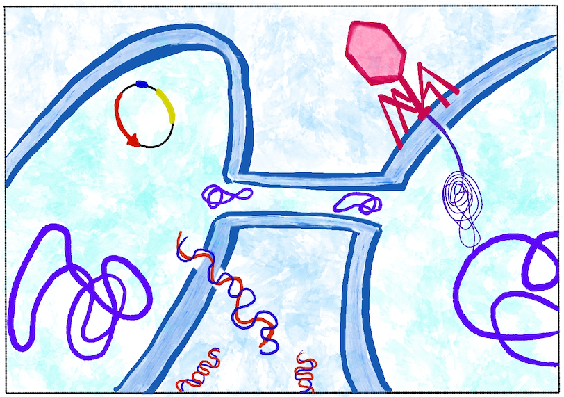 phages workflow
