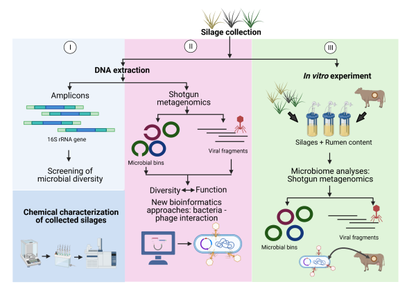 phages workflow